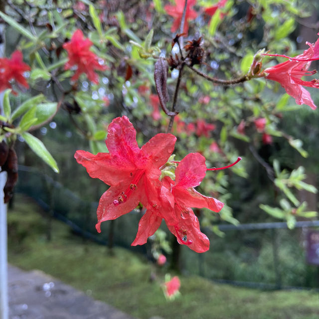 端午連假 🌿 就來阿里山賞杜鵑花、走進森林洗肺吧！