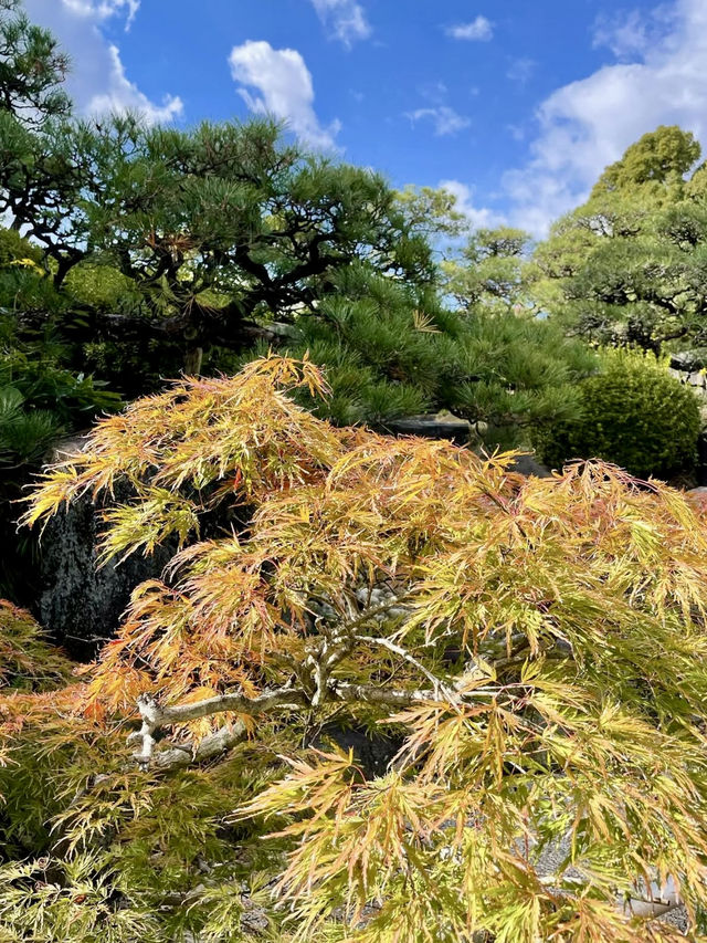 A Slow Day at Sorakuen Garden🌴