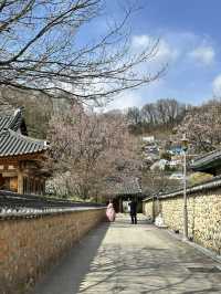 봄꽃들이 가득한 전주 향교