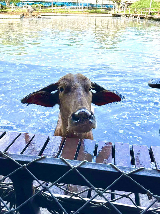 クワーイと出会う、スパンブリーで感じる昔ながらの暮らし🐃🌾