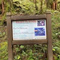 🚶‍♂️阿里山眠月線健行｜沼平車站 ⇄ 石猴車站