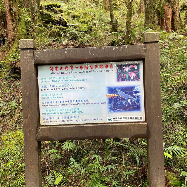 🚶‍♂️阿里山眠月線健行｜沼平車站 ⇄ 石猴車站