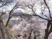 🌸Spring in Pakistan – A Season Like No Other