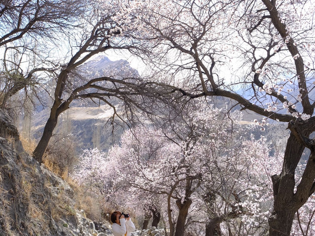🌸Spring in Pakistan – A Season Like No Other