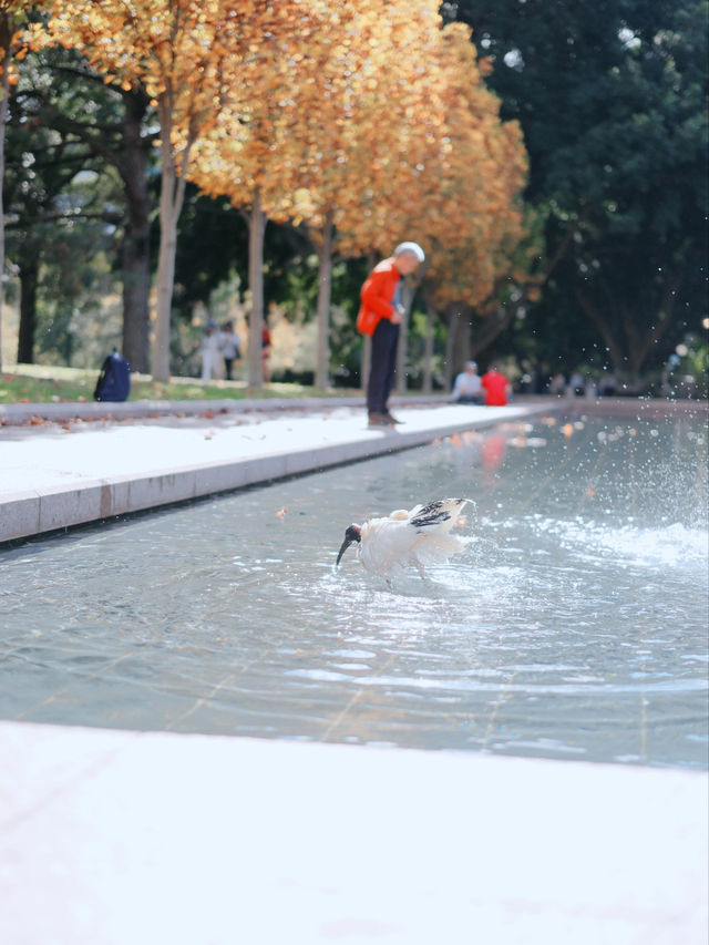 【悉尼】海德公園🍁悠閒綠洲與美麗秋景的完美結合😎🌳
