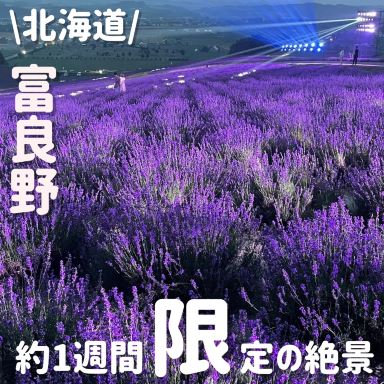 1年に1度‼️絶景のラベンダー | Trip.com 上富良野町