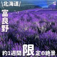 1年に1度‼️絶景のラベンダー