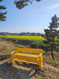 양양 봄날 유채꽃 산책길 추천🌼