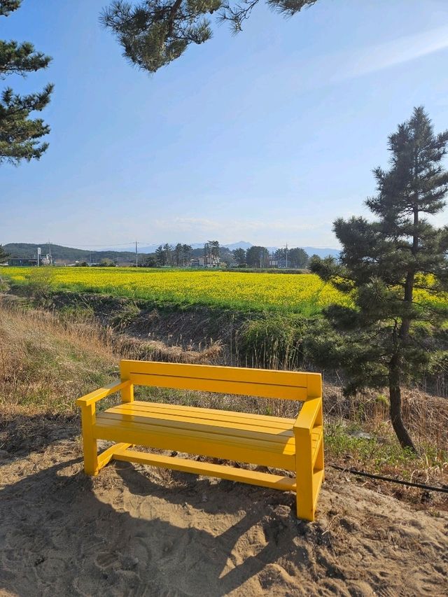 양양 봄날 유채꽃 산책길 추천🌼