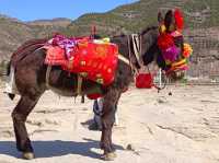 น้ำตกหูโข่วในแม่น้ำเหลือง (Hukou Waterfall) 