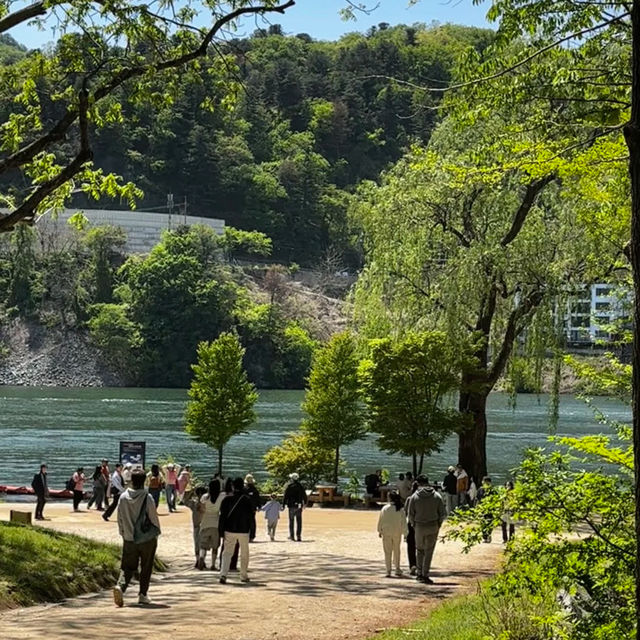 Nami Island One-Day Trip Guide • Spring Forest Walk Plan 🌿🚶‍♂️