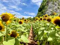 ทุ่งทานตะวันพัทลุง🌻