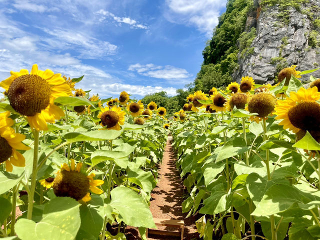 ทุ่งทานตะวันพัทลุง🌻
