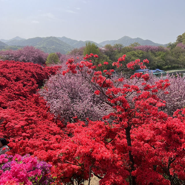 전주 봄여행 완산공원 🌸🌞💕