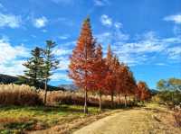Lazy Strolls and Duck Drama at Jucheon Ecological Park