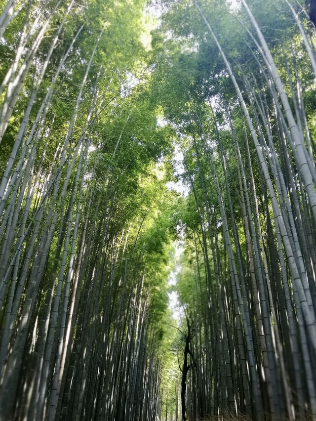 6 Days, 6 Cities, and One Pair of Tired Feet: My Japan Journey