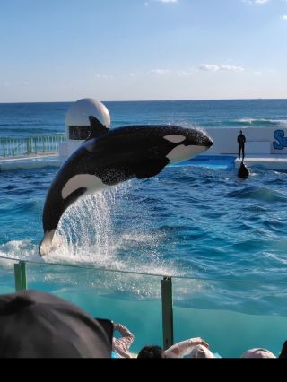 A Relaxing Journey at Kamogawa Sea World