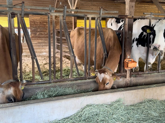 Family Fun and Fresh Milk at Rakunoh Mother’s Aso Milk Bokujo