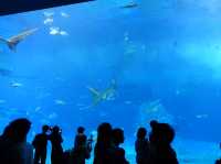 🐠 Dive into Wonder at Okinawa Churaumi Aquarium