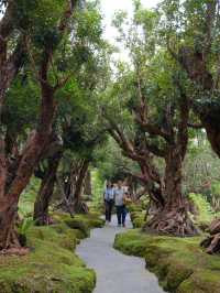 Spending a day with gigantic trees 