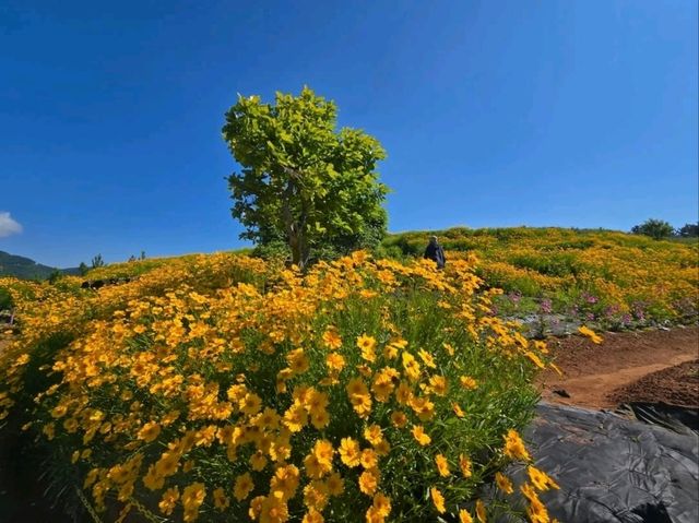 Flower Vibes at Jisepo