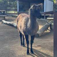 Animals and Theme Parks