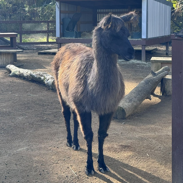 Animals and Theme Parks
