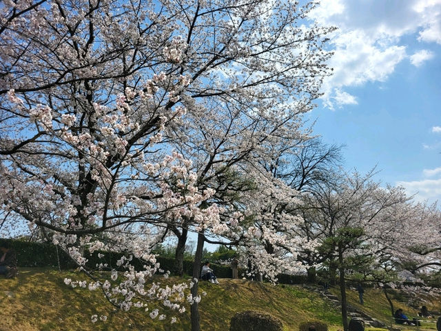 古城與櫻花的浪漫邂逅/姬路城/白鷺城