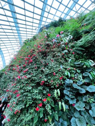 Jurassic Giants at Cloud Forest SG: A Misty Marvel in the Sky