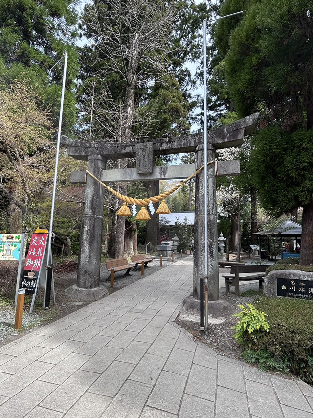 2025年4月初福岡追櫻之旅