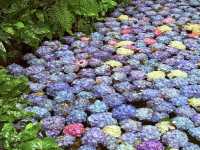 My Visit to Nanzoin Temple and its Hydrangeas in Fukuoka! ☔️🌸