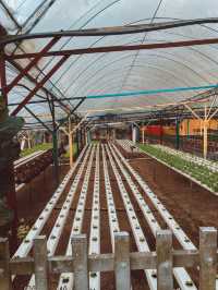 Strawberries, Flowers & Café Treats: A Day at Big Red Farm