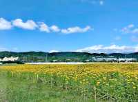花博大佳河濱公園向日葵花海