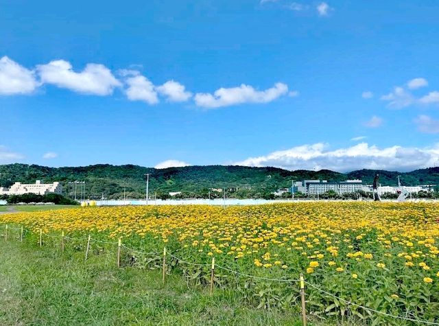 花博大佳河濱公園向日葵花海