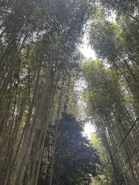 【Kyoto trip in 2025】