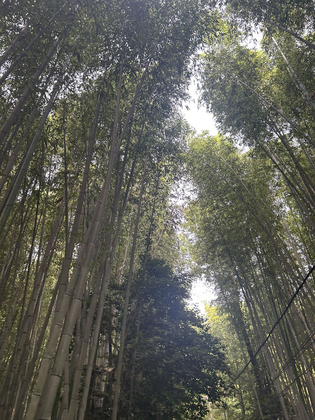 【Kyoto trip in 2025】