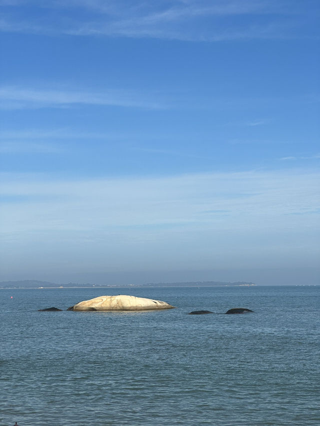 廈門環島路的椰林樹影