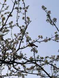Seoul in April
