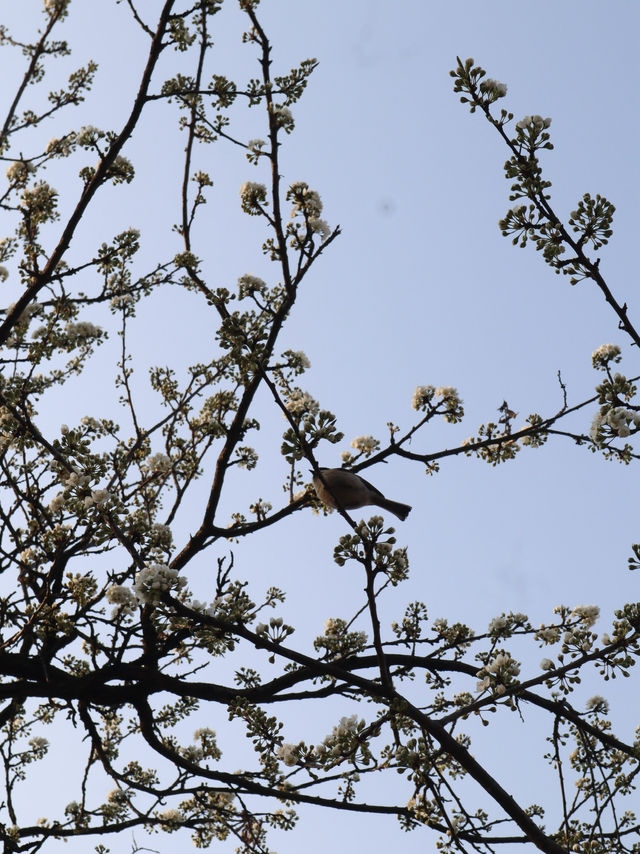 Seoul in April