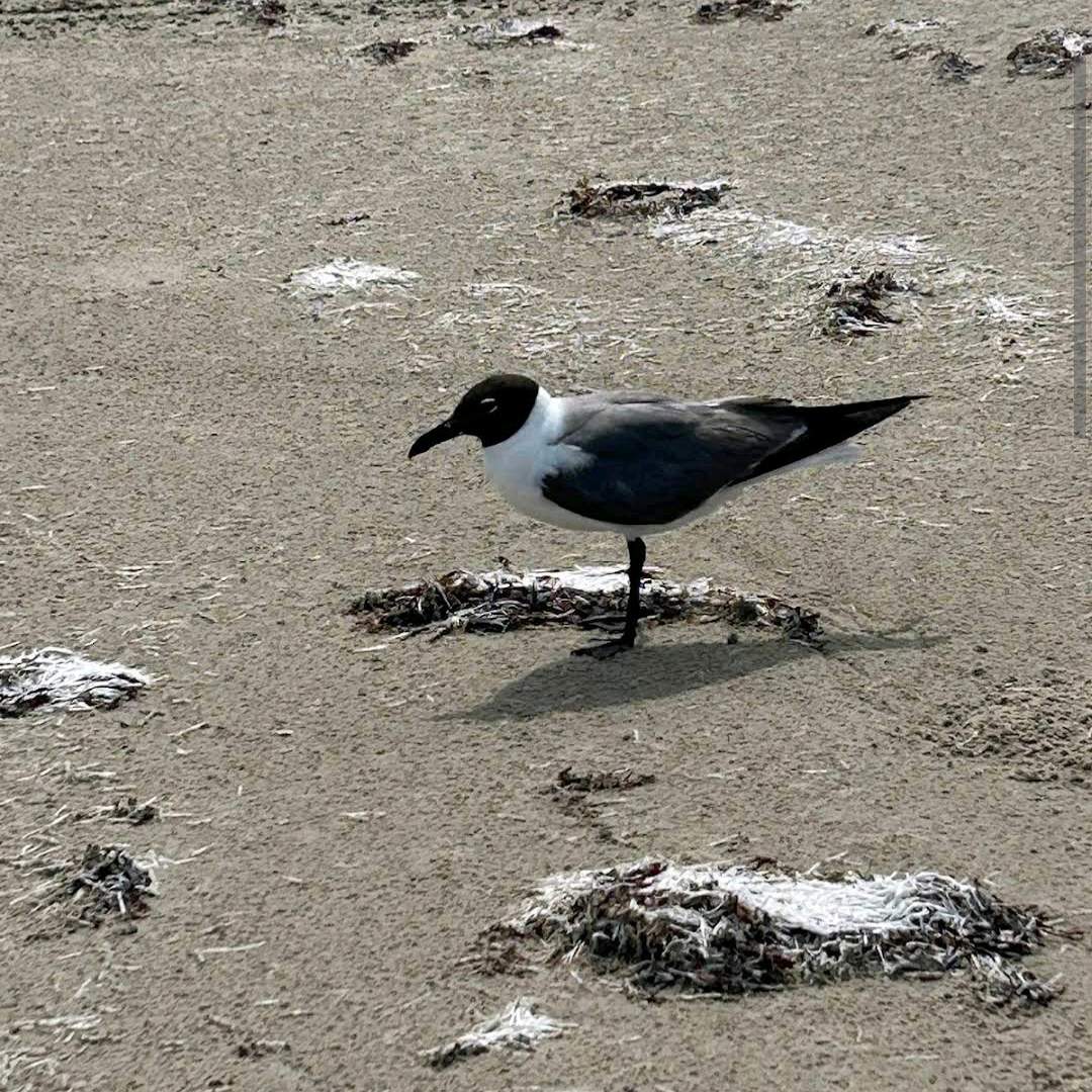 Mustang Island State Park – Port Aransas