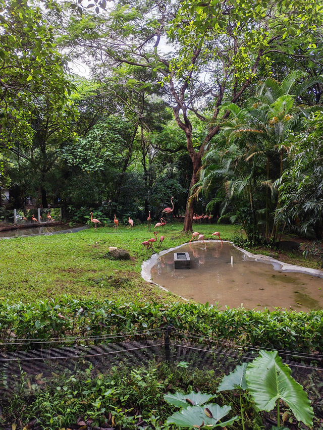 Shenzhen Safari Park 🐯 