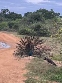 🐘 Wild Encounters at Yala Safari, Sri Lanka 🐾