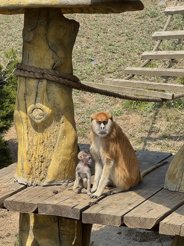 Let's chat about the zoo! 🐯