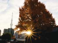 Senso-ji Temple