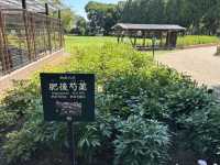 熊本水前寺成趣園-肥後六花