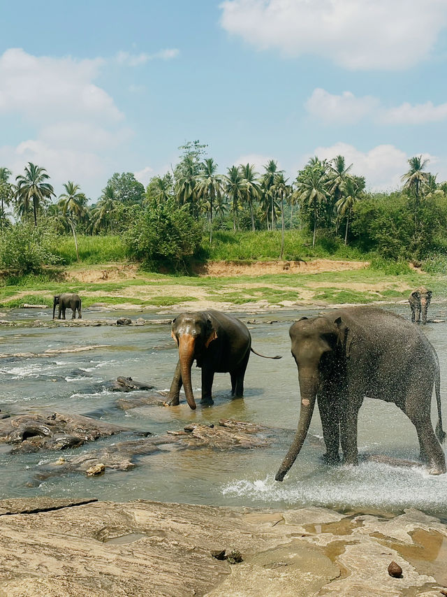 【ピンナワラゾウの孤児院】🇱🇰スリランカ