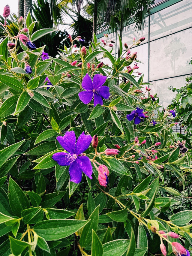 雨上がりの秘密の楽園：1 Utamaの屋上で見つけた癒しのひととき🌿
