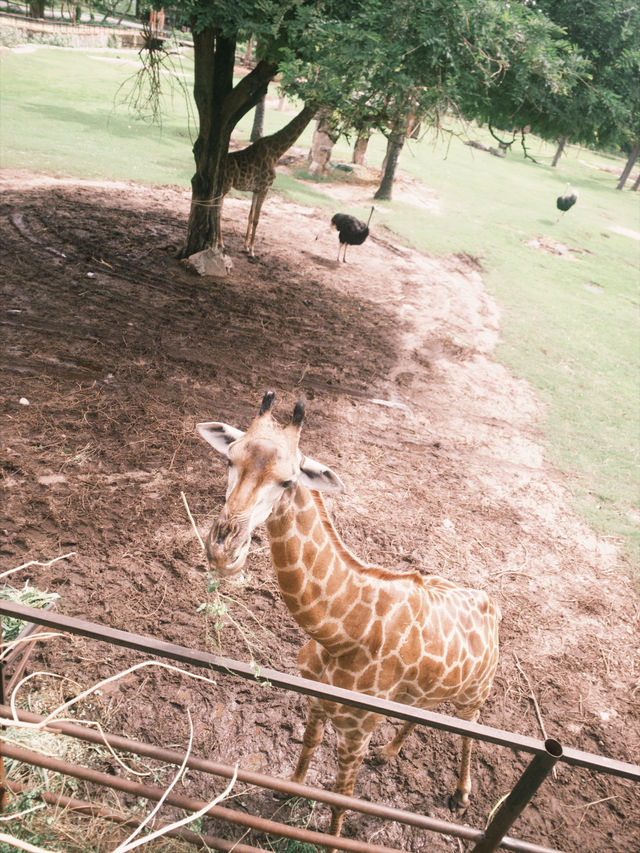 สวนสัตว์เปิดเขาเขียว 🌳🐘🦒🦌🌲