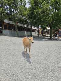 A magical day at Bambi land, Taiwan
