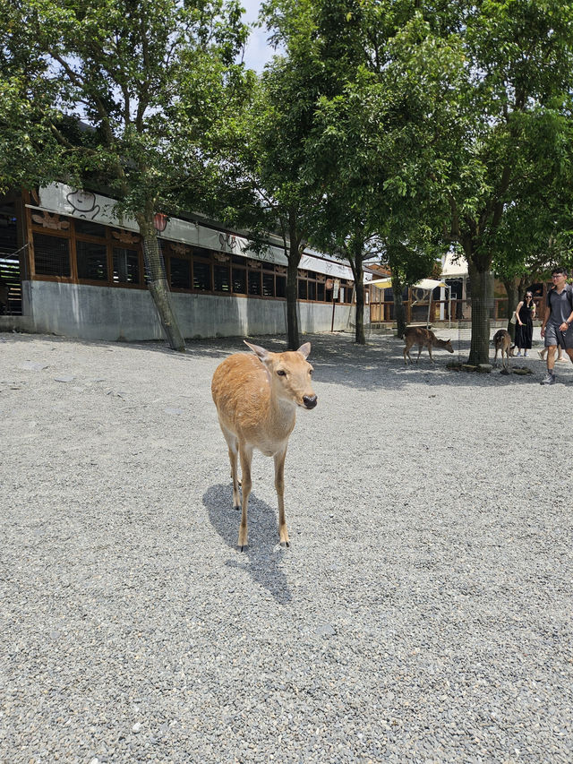 A magical day at Bambi land, Taiwan